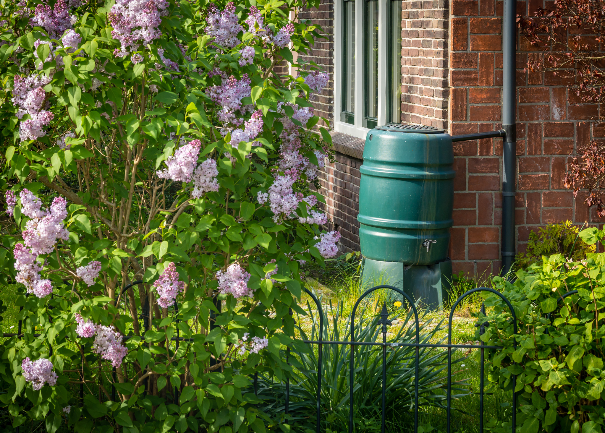 regenton in zomerse tuin