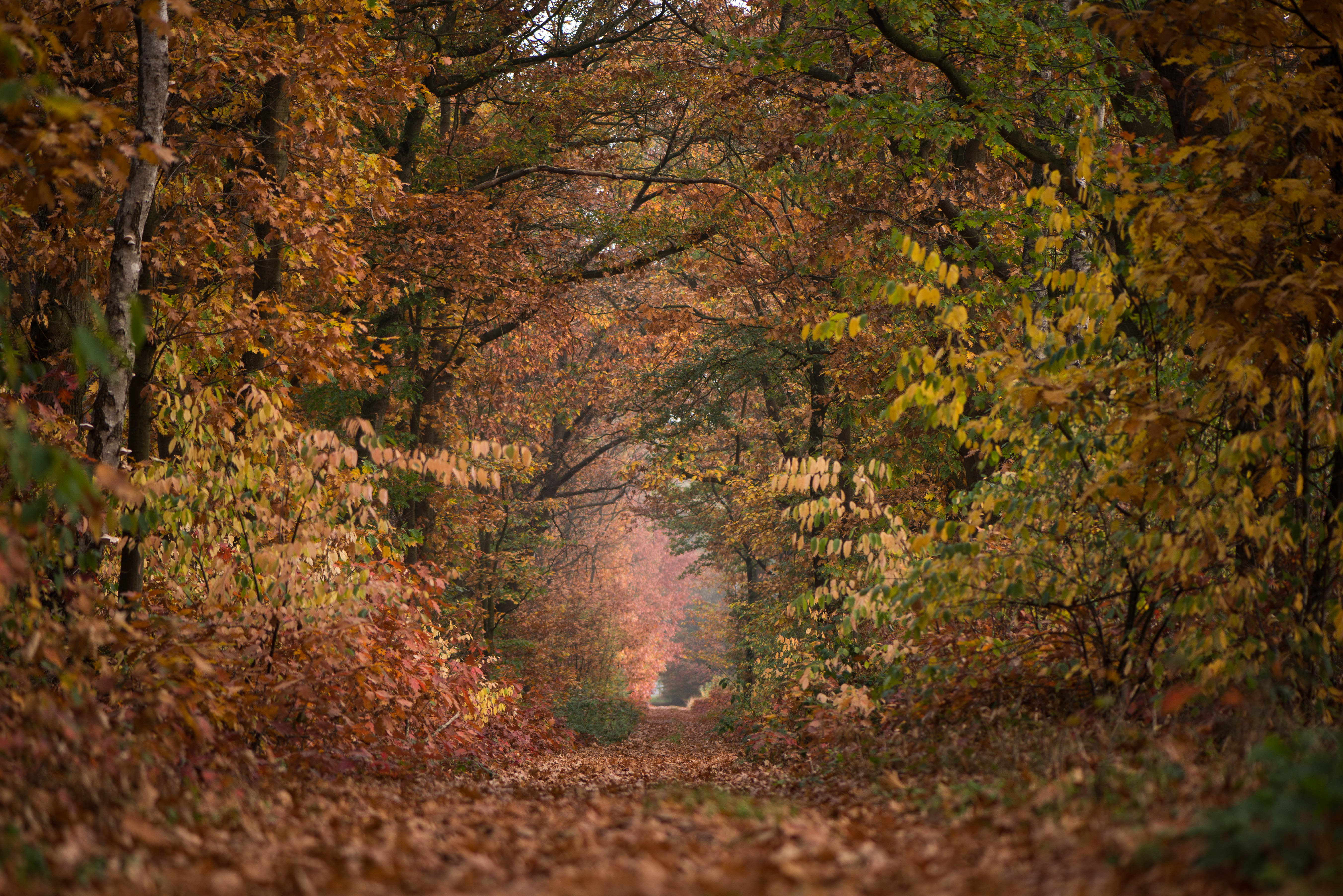 herfst in de groote heide