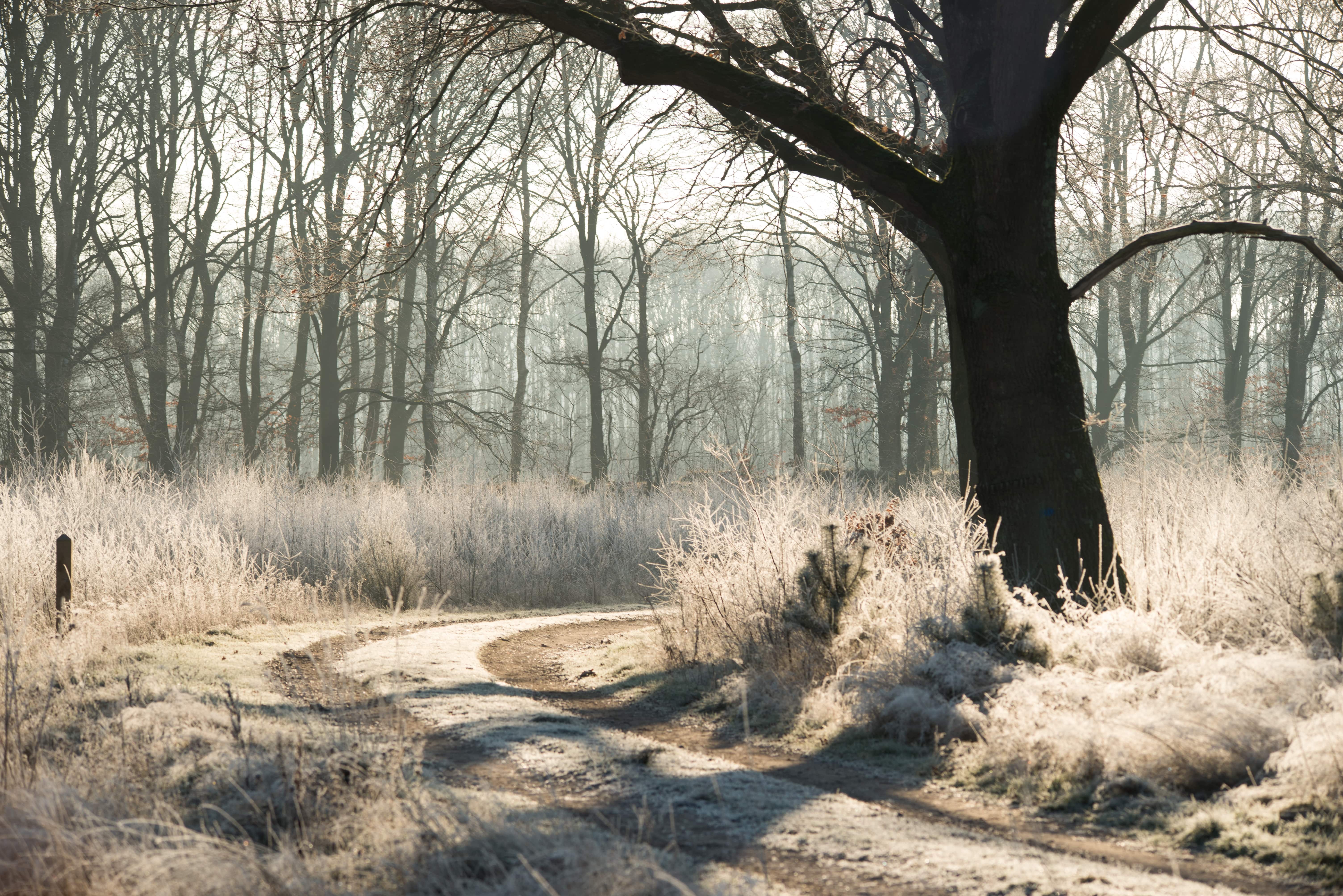 Groote Heide bospad in wintertijd