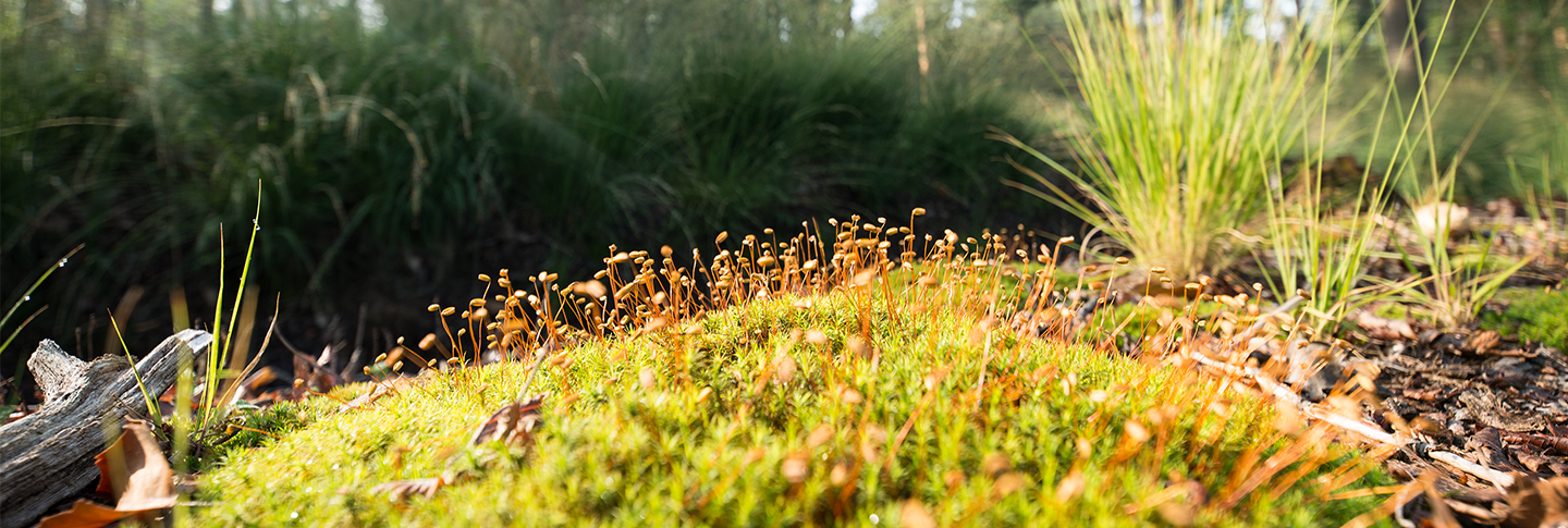 herfst beeld