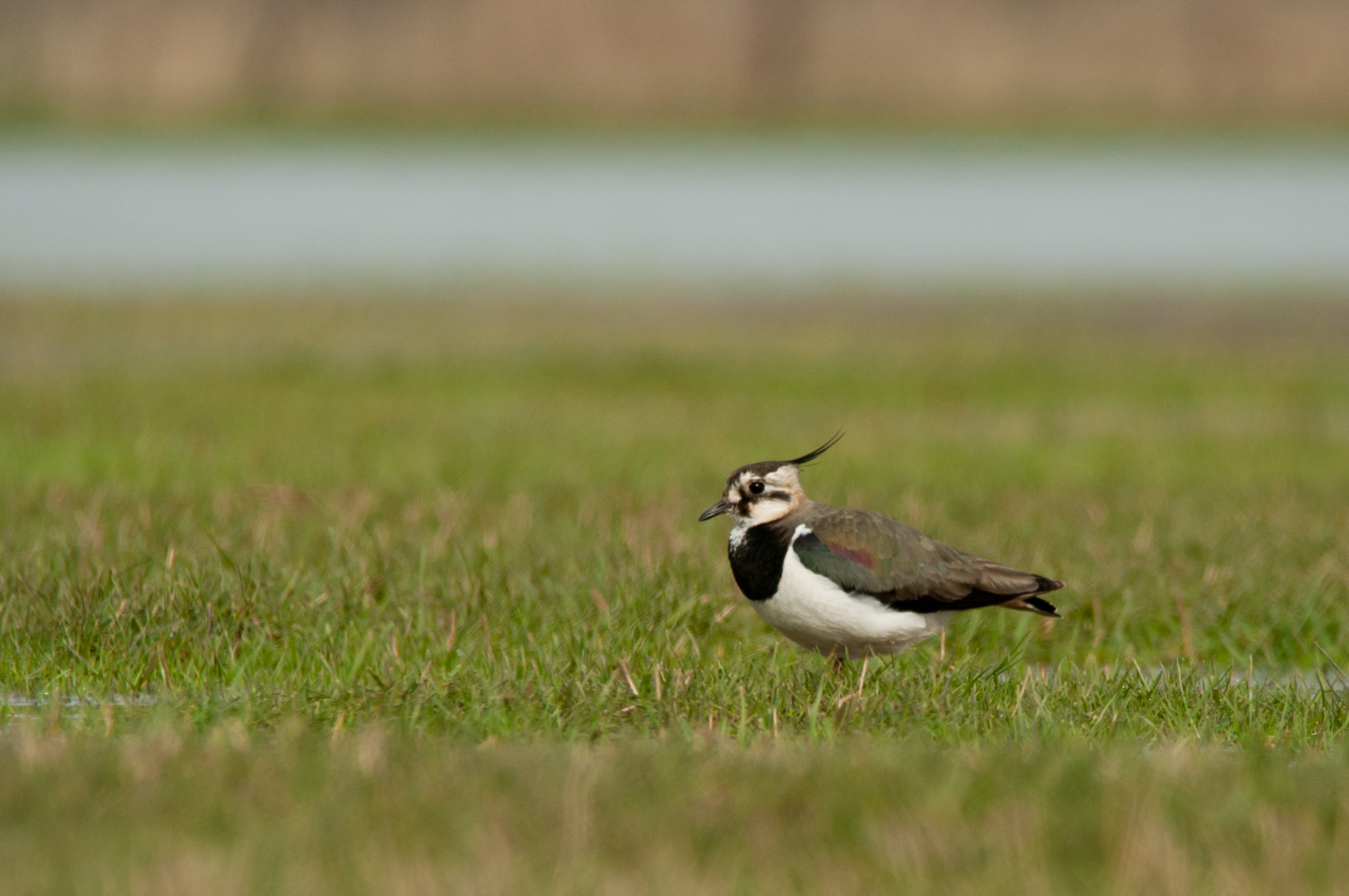 Een kievit in het plas-drasgebied in Lith