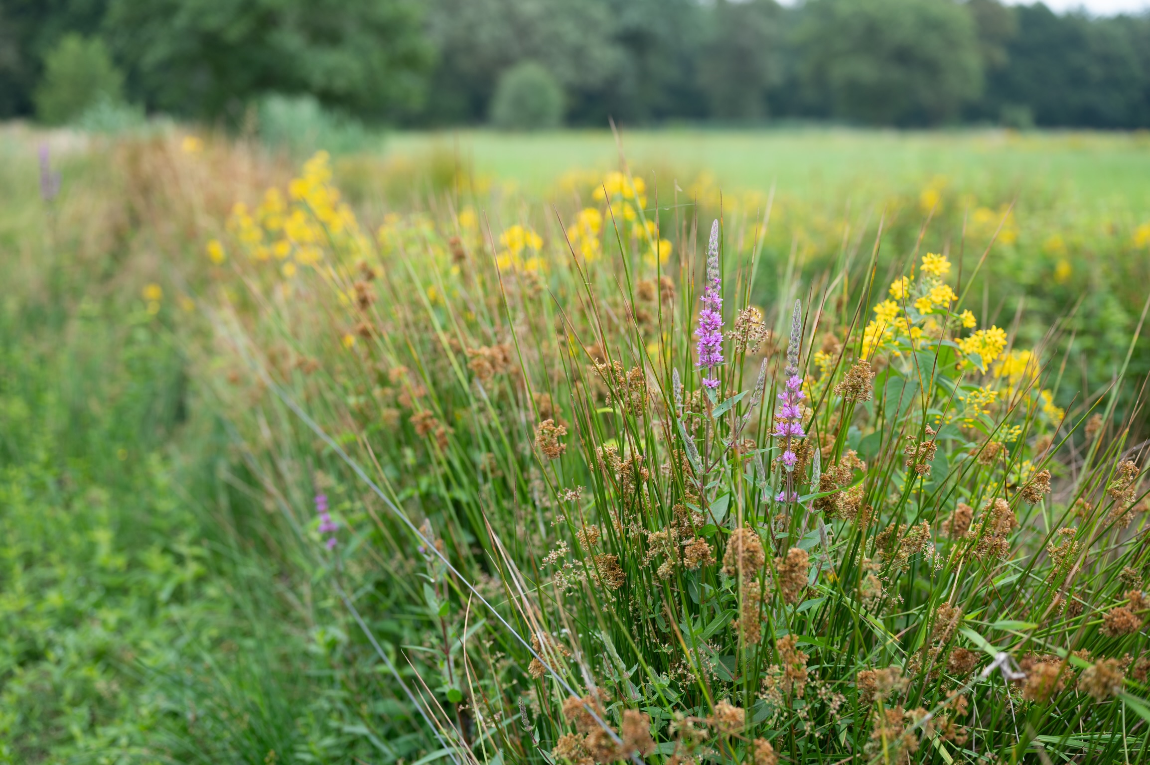 Groote Heide