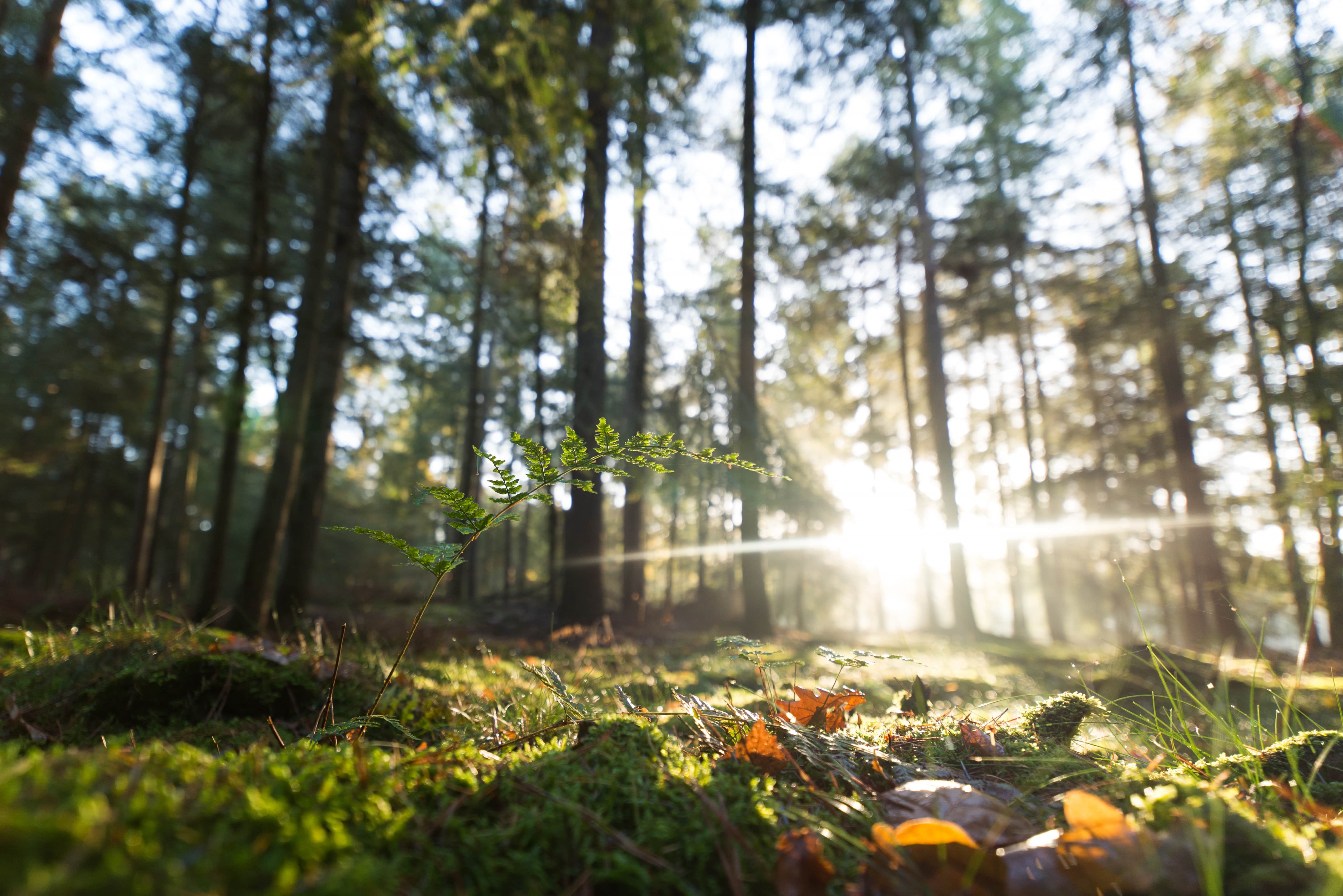 Foto van bos