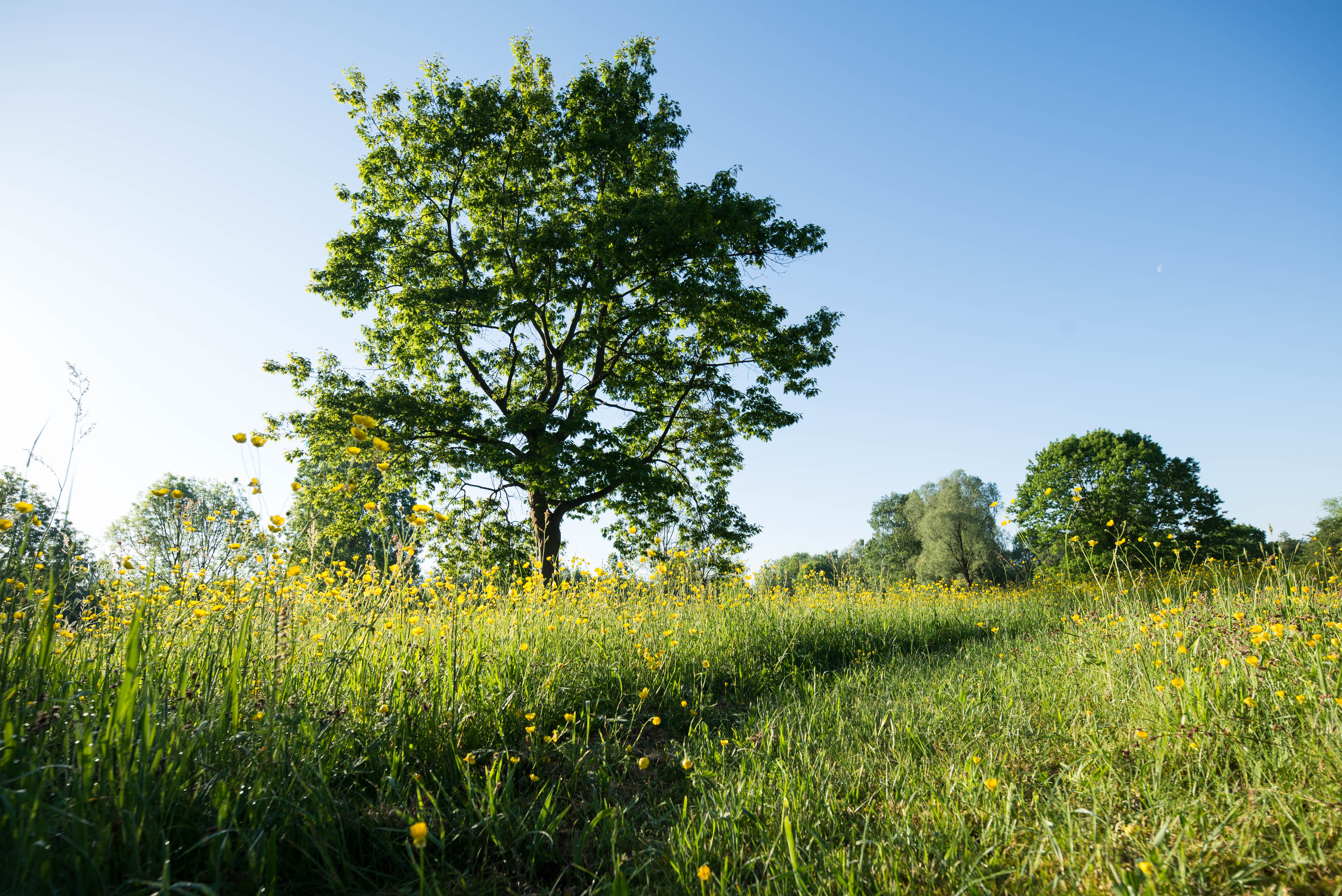 Boom in veld met bloemen