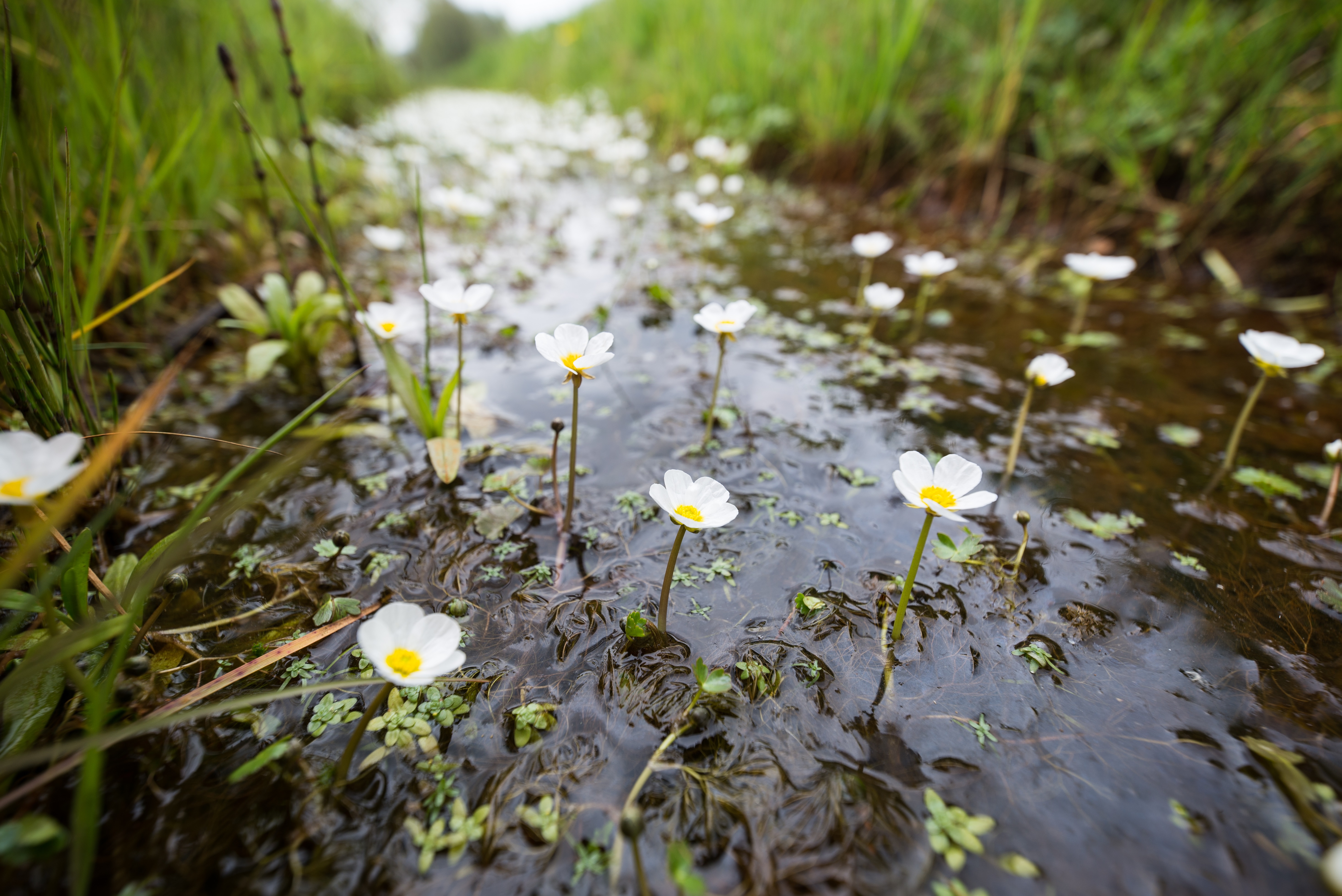 natte natuur in waterwingebied Klotputten