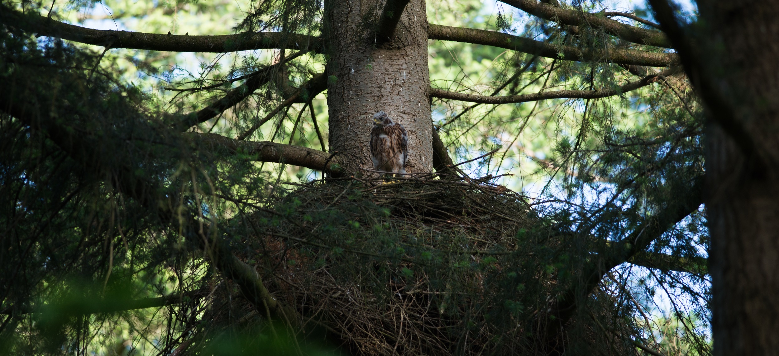 Havik in nest