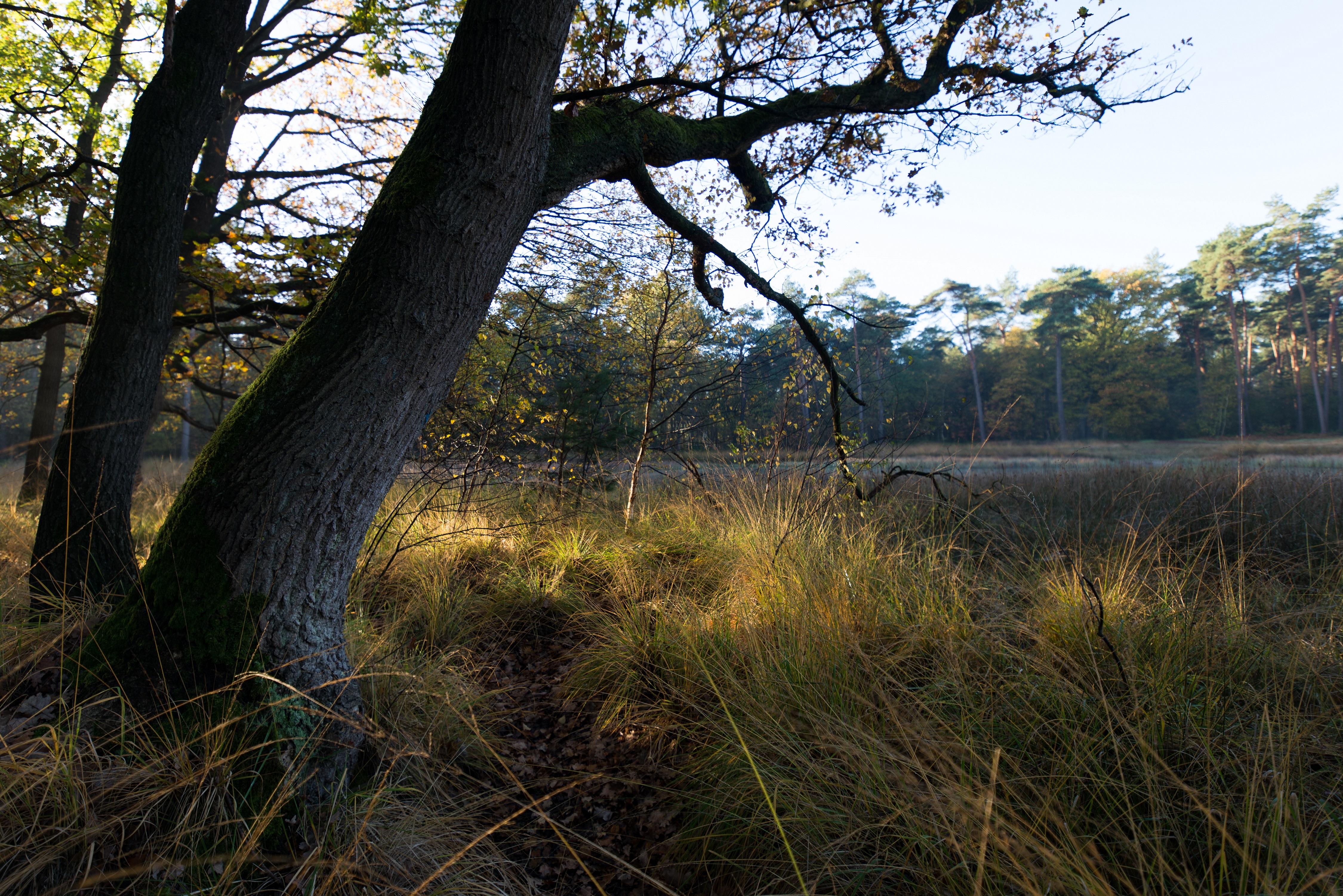 natuurlandschap