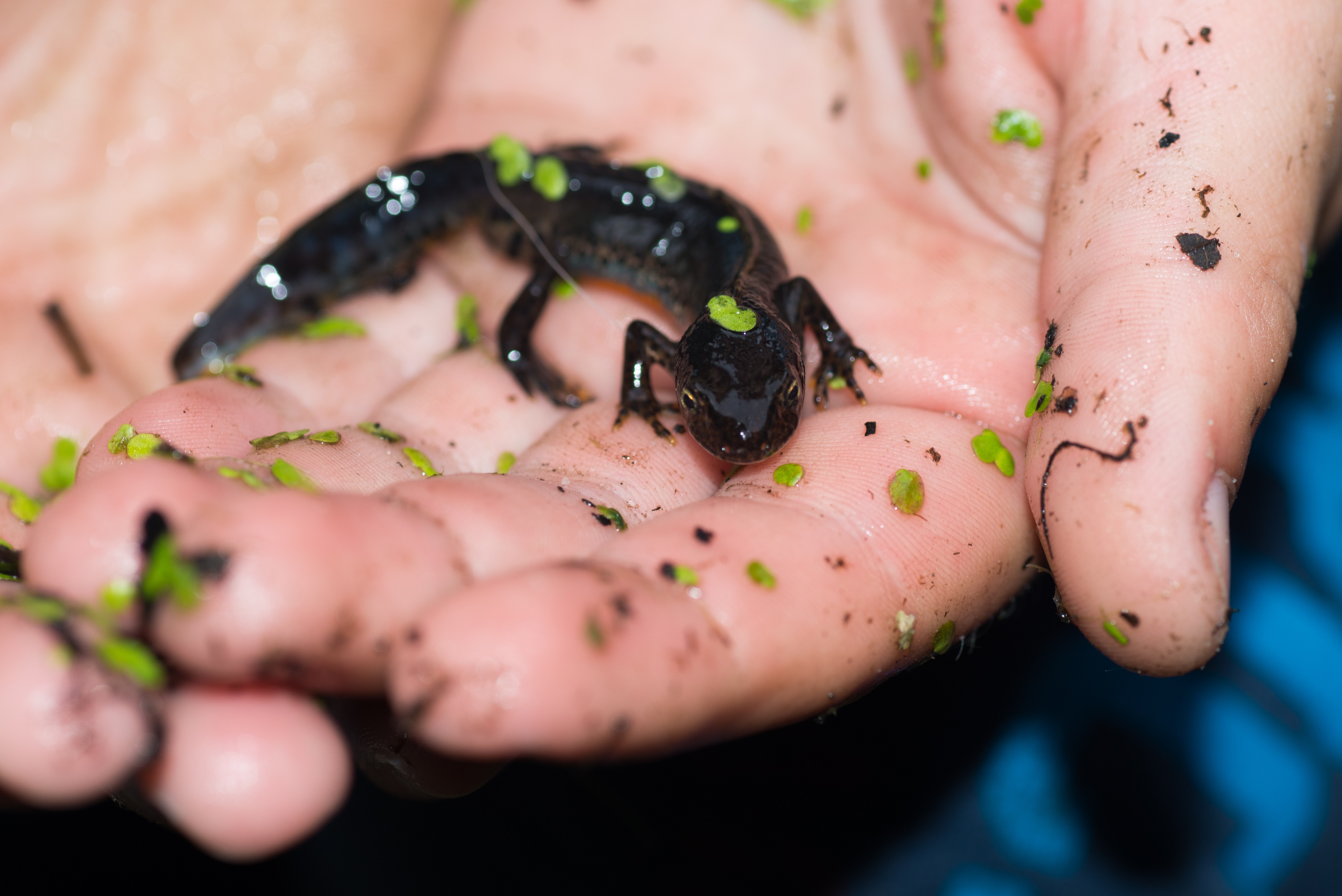 Salamander in hand