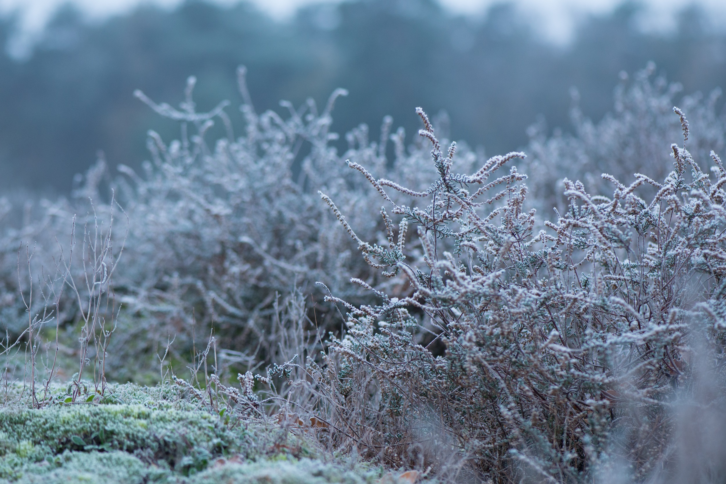 vorst natuur