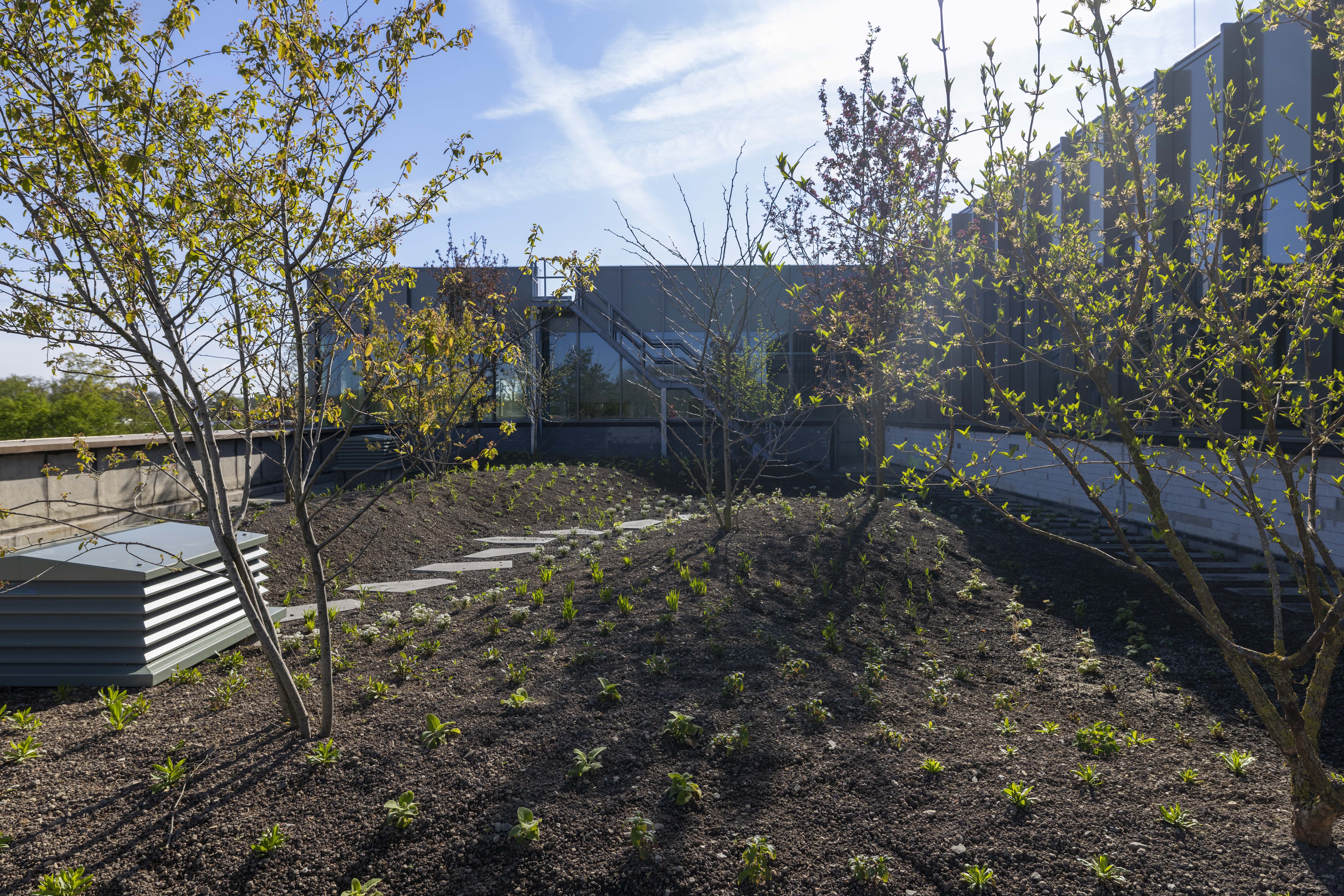 daktuin in Eindhoven