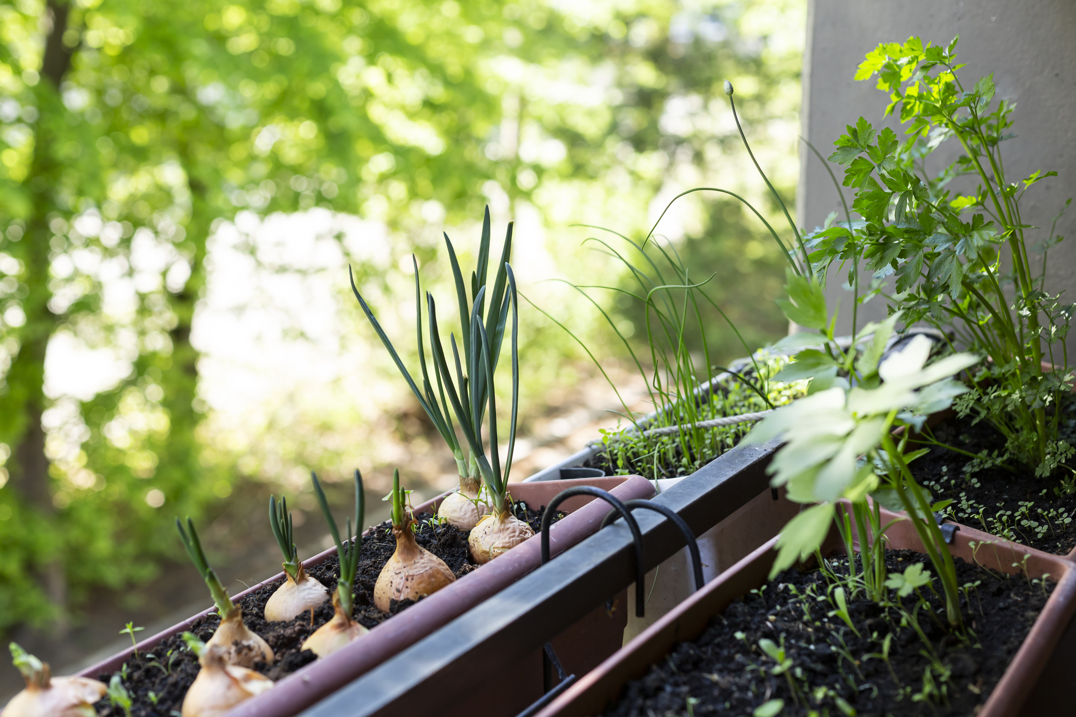 kruiden in plantenbak op balkon