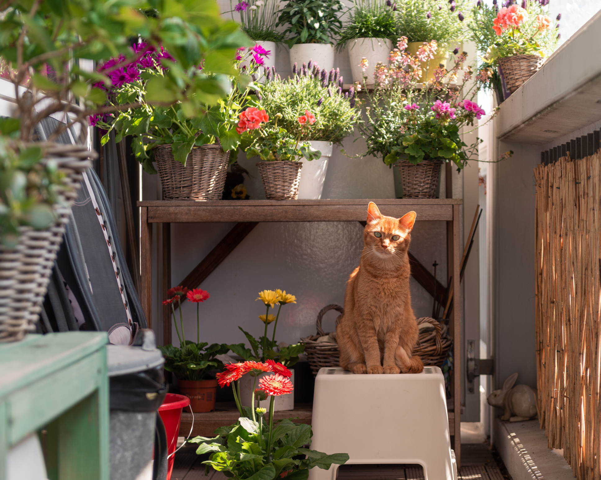 Poes op balkon