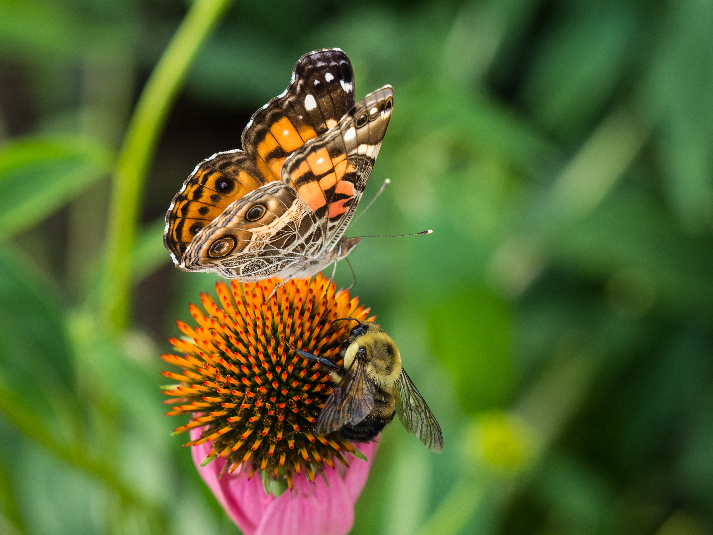 Hommel en vlinder op bloem