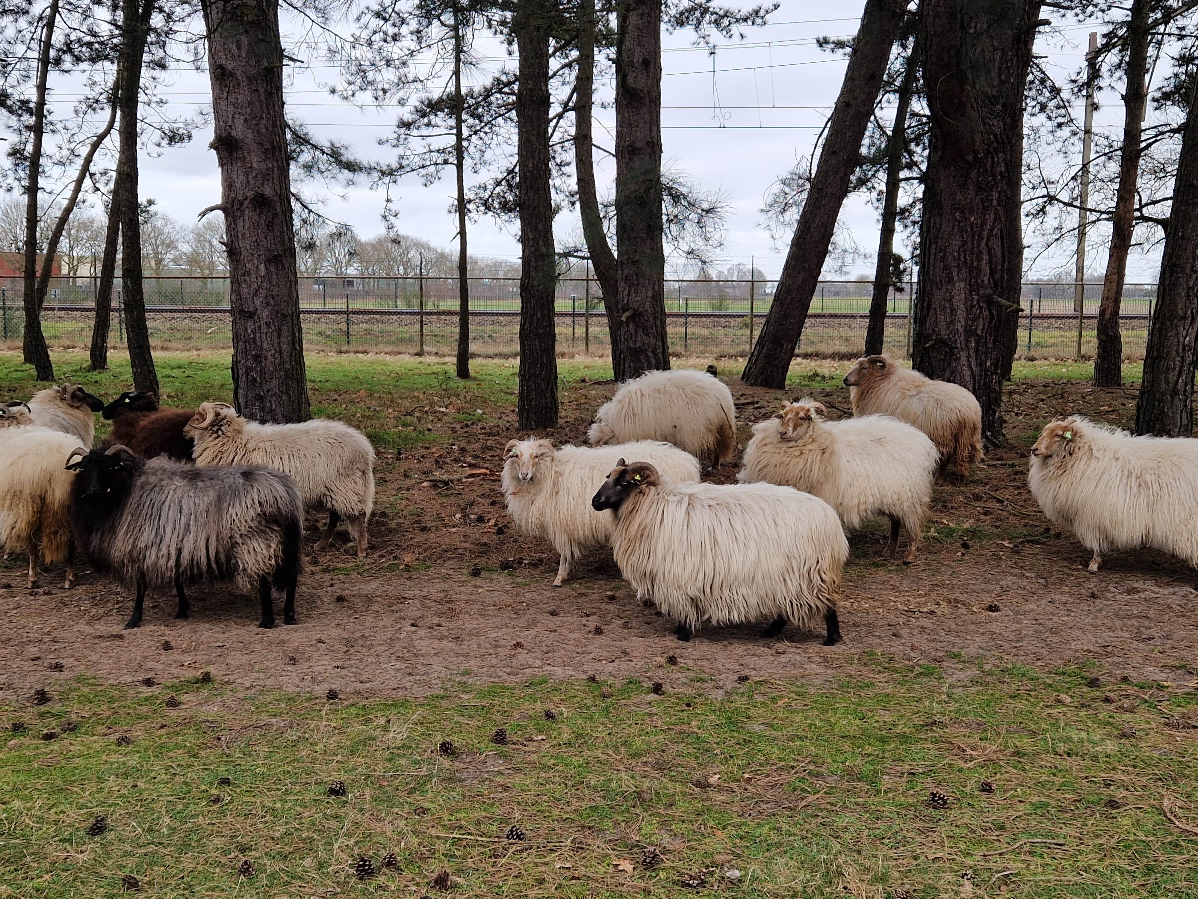 schapen