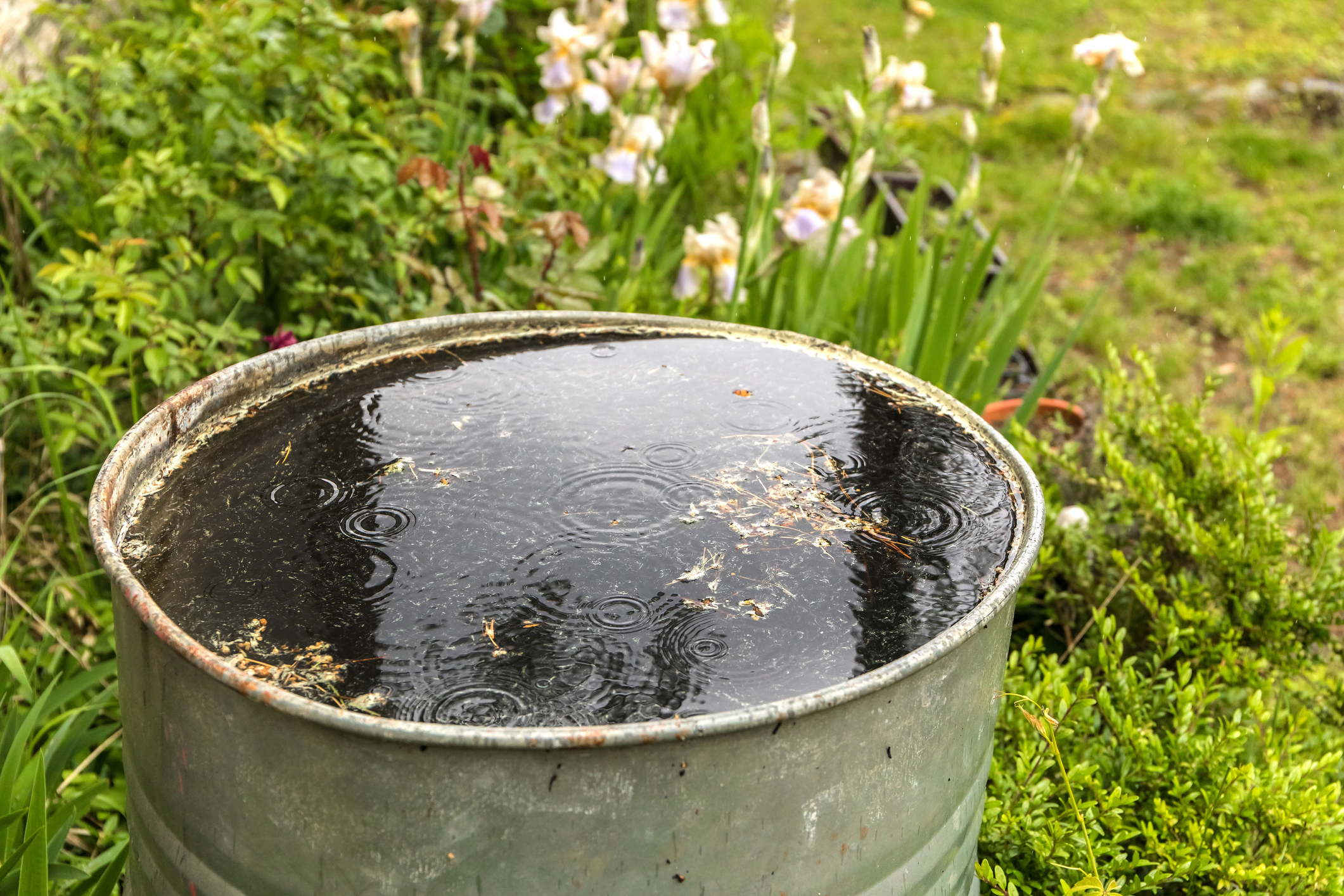 Regenwater opvangen en hergebruiken 