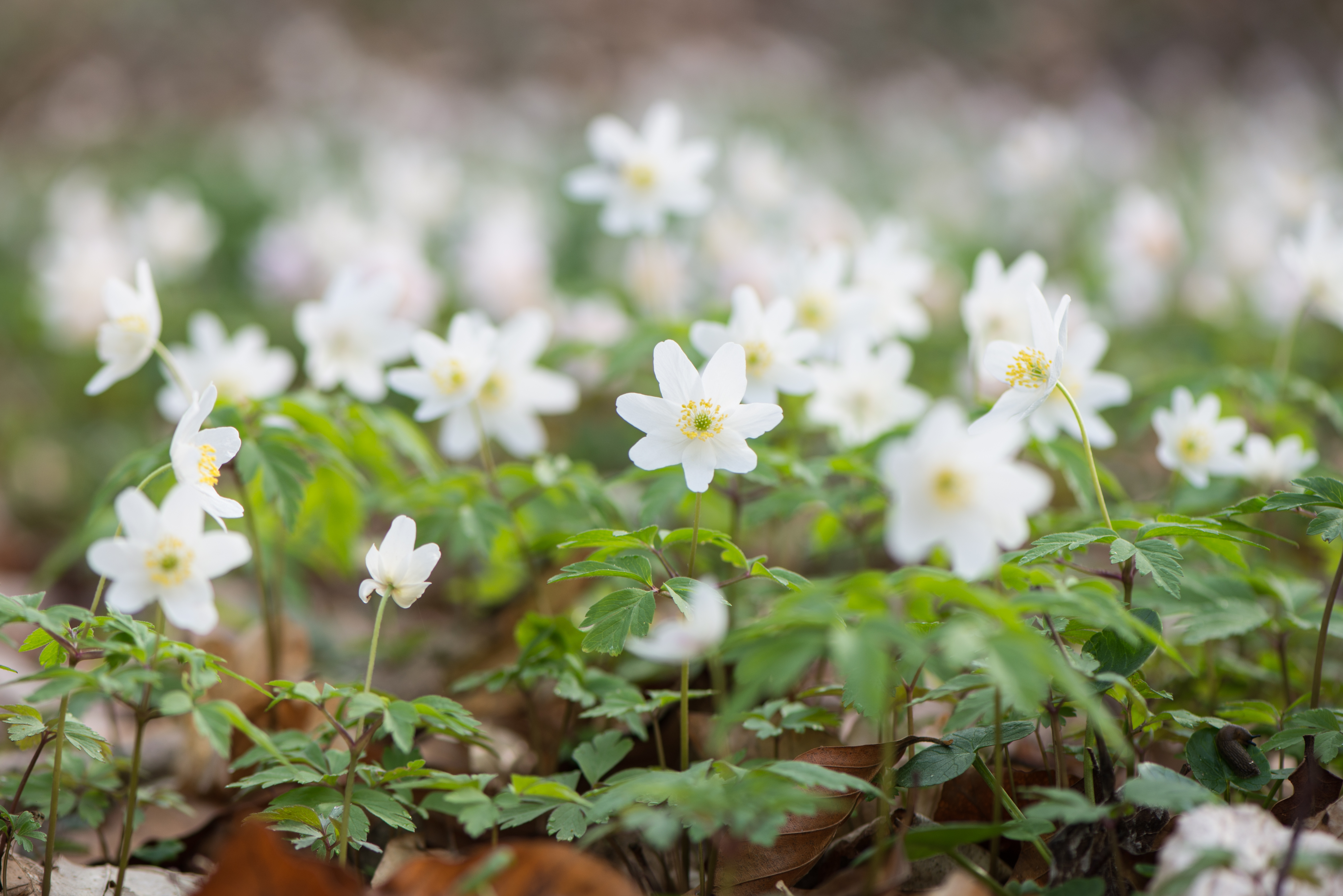 bos_bloemen