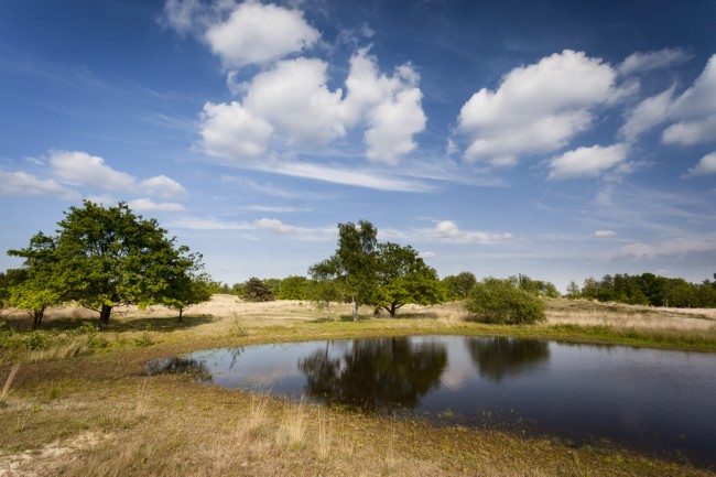Een foto van een poel in heidegebied