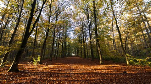 Bos in herfstkleuren