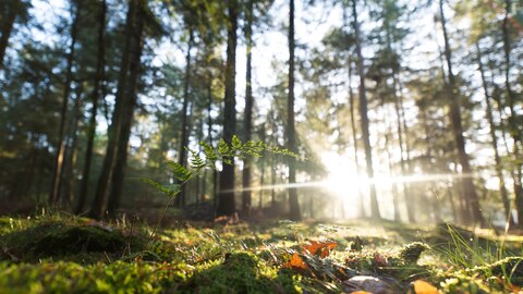 Foto van bos