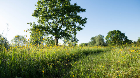Boom in veld met bloemen