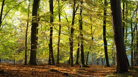 Bos in waterwingebied Helmond