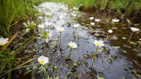 natte natuur in waterwingebied Klotputten