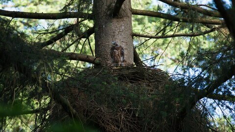 Havik in nest