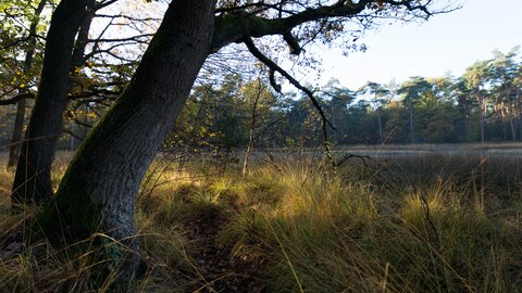 Groote Heide