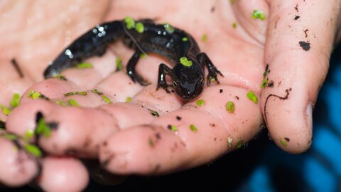 Salamander in hand