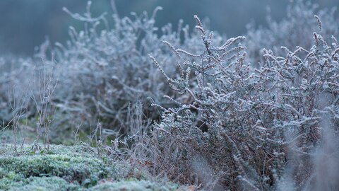 vorst natuur