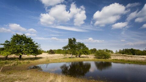 Een foto van een poel in heidegebied