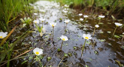 grondwaterafhankelijke natuur in de Klotputten