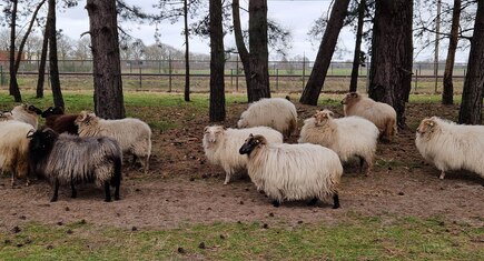 schapen
