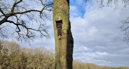 vleermuis kast