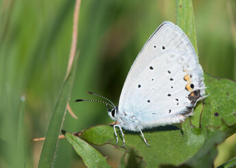 Staartblauwtje op Groote Heide