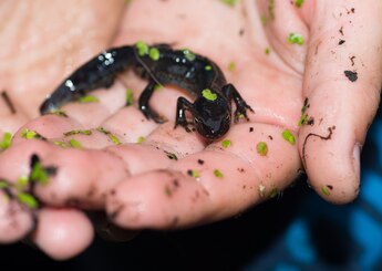 salamander