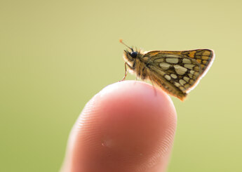 Vlinder op vinger