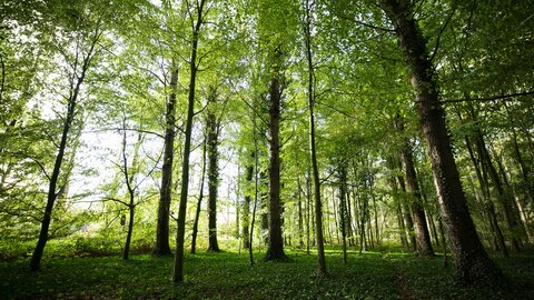 Bos in waterwingebied Macharen