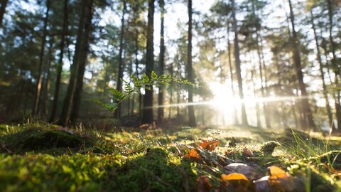 Zon door bomen