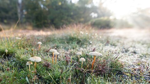 Paddenstoelen herfst