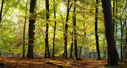 Bos in waterwingebied Helmond