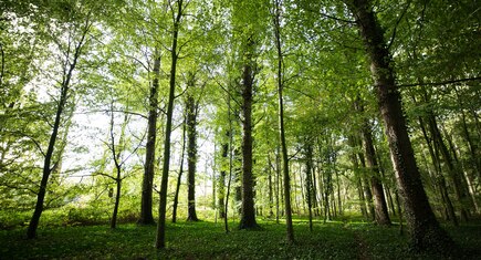 Bos in waterwingebied Macharen