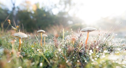 Paddenstoelen