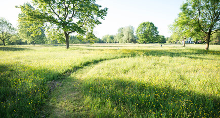 Veld met bomen en gras